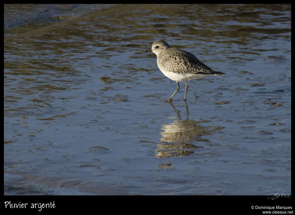 Grey Ploveradult, identification