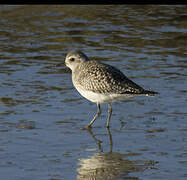 Grey Plover