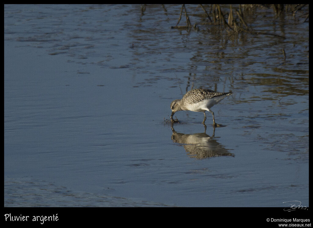 Grey Ploveradult, identification, Behaviour