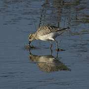 Grey Plover