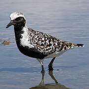 Grey Plover