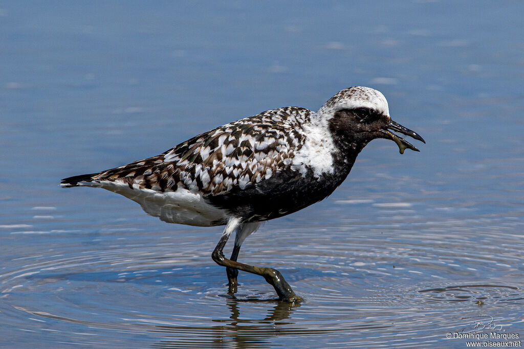 Pluvier argentéadulte nuptial, identification