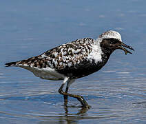 Grey Plover