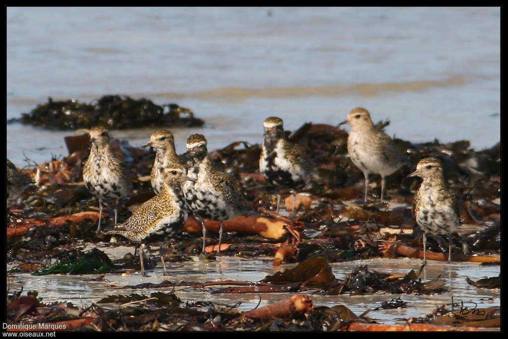 European Golden Ploveradult transition