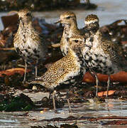 European Golden Plover