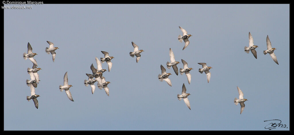 European Golden Ploveradult breeding, Flight