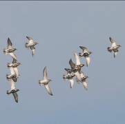 European Golden Plover