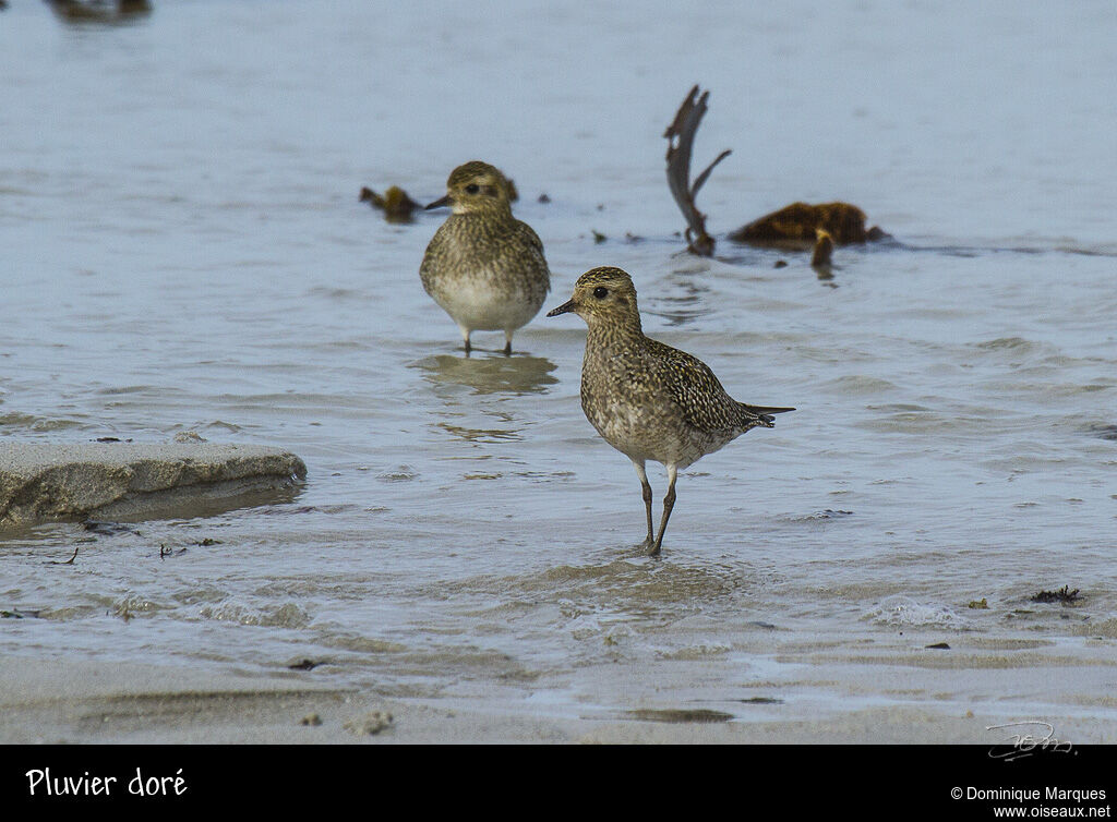 European Golden Ploveradult post breeding, identification