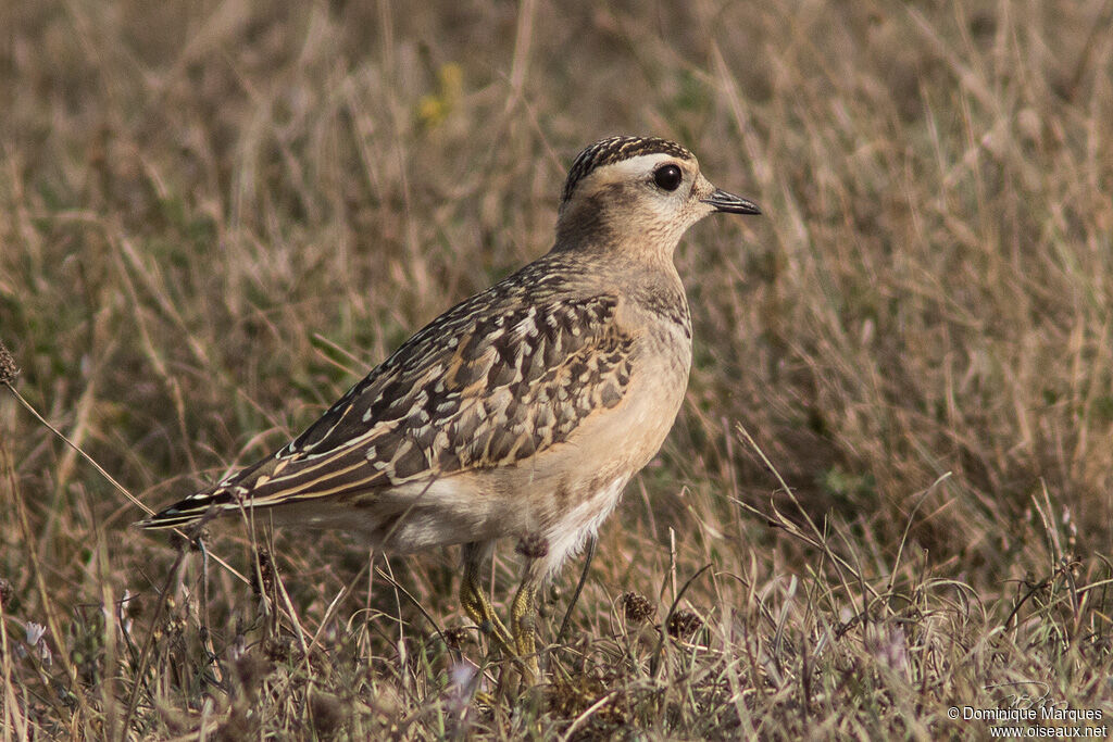 Pluvier guignardjuvénile, identification