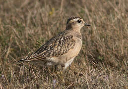 Eurasian Dotterel