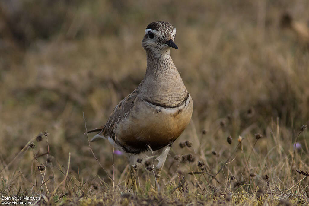 Eurasian Dotterel female adult transition, identification