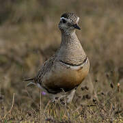 Eurasian Dotterel