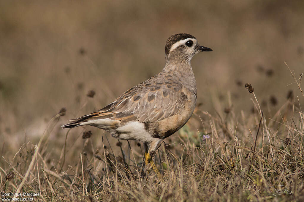 Eurasian Dottereladult transition, identification