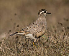 Eurasian Dotterel