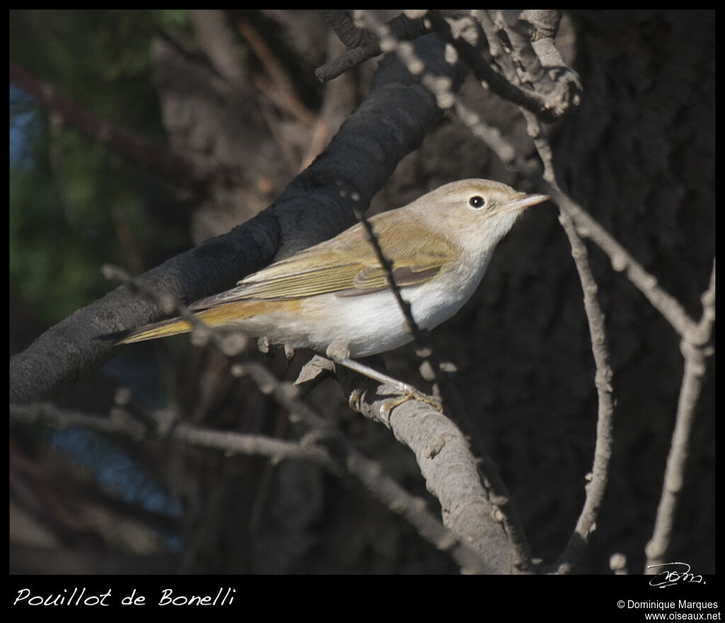 Pouillot de Bonelliadulte, identification