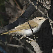 Western Bonelli's Warbler