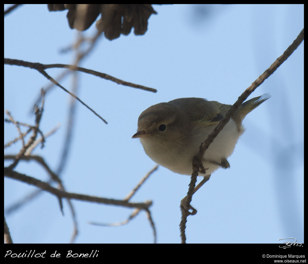 Western Bonelli's Warbleradult, identification