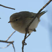 Western Bonelli's Warbler