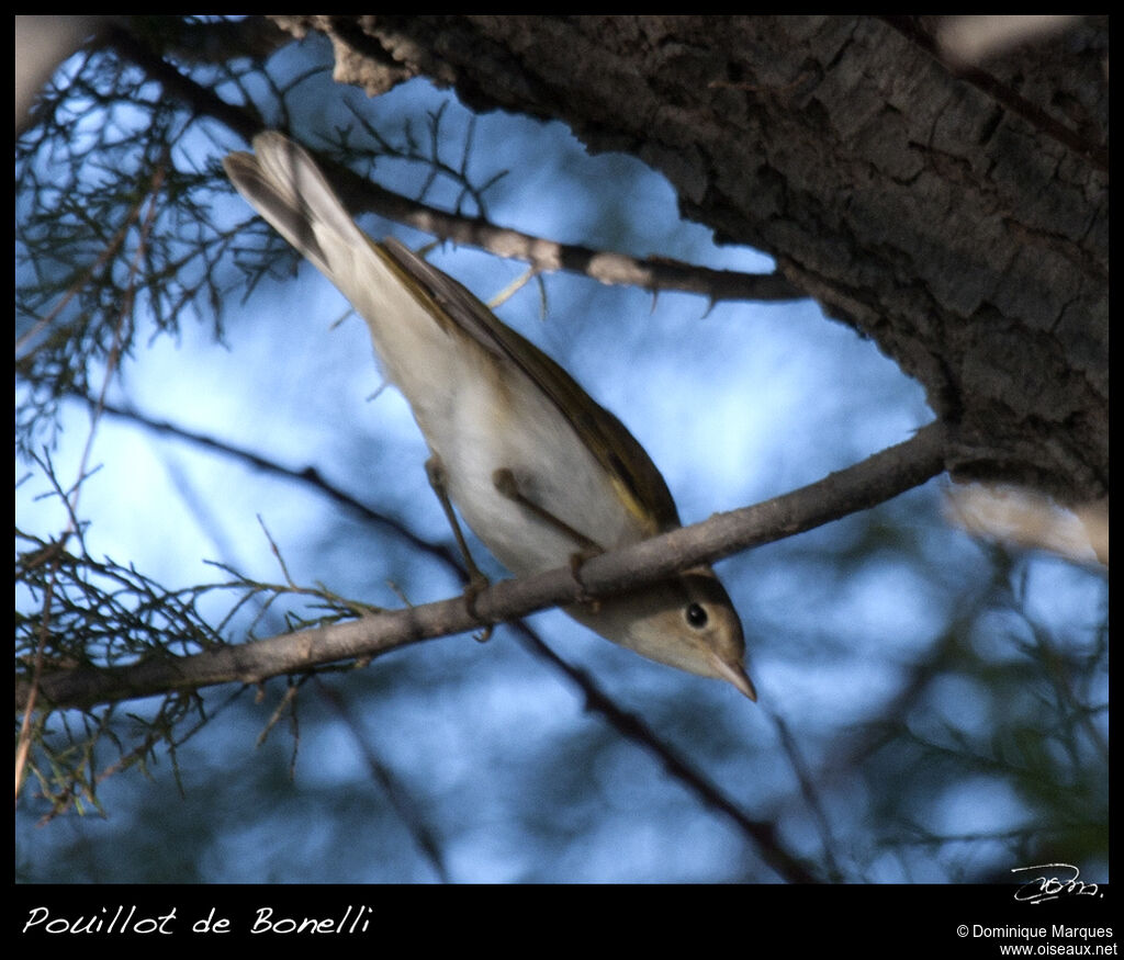 Western Bonelli's Warbleradult, identification, Behaviour