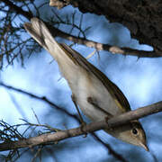 Western Bonelli's Warbler