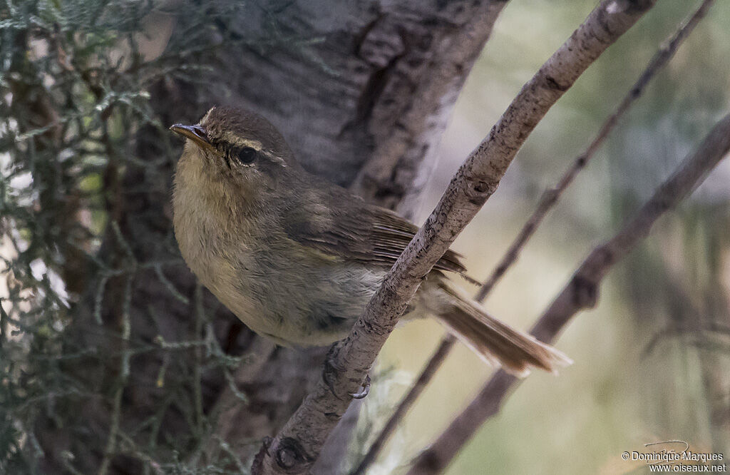 Canary Islands Chiffchaffadult