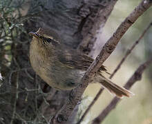 Canary Islands Chiffchaff