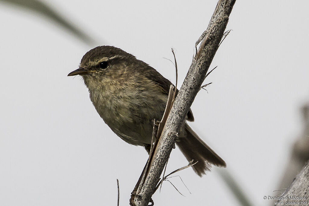 Pouillot des Canariesadulte, identification