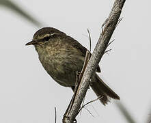 Canary Islands Chiffchaff