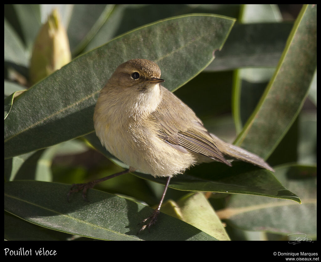 Pouillot véloceadulte, identification