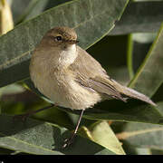 Common Chiffchaff