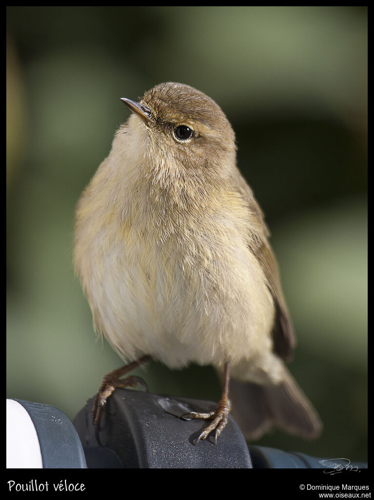 Pouillot véloceadulte, identification