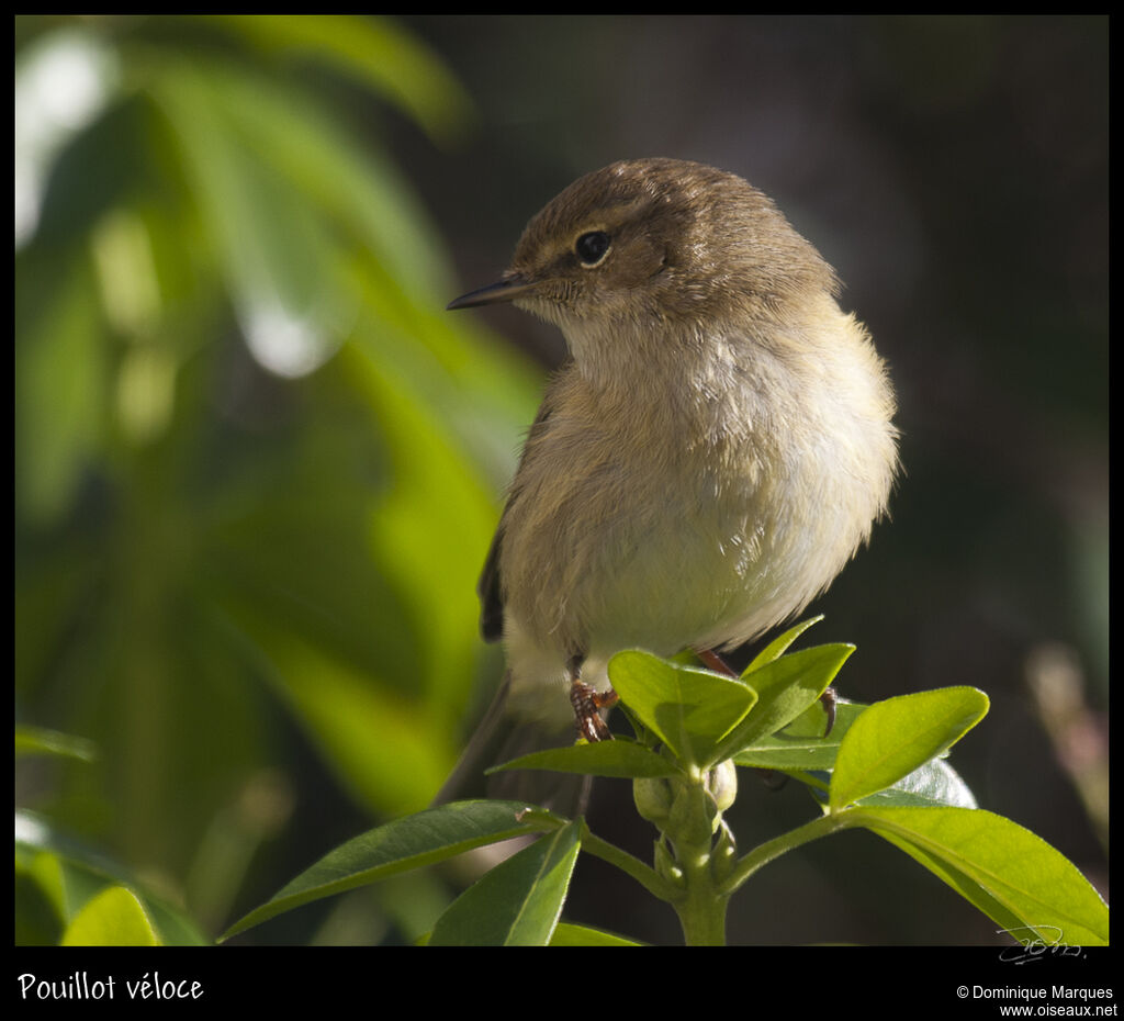 Pouillot véloceadulte, identification