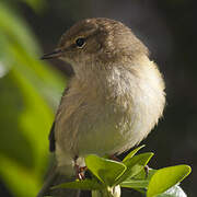 Common Chiffchaff