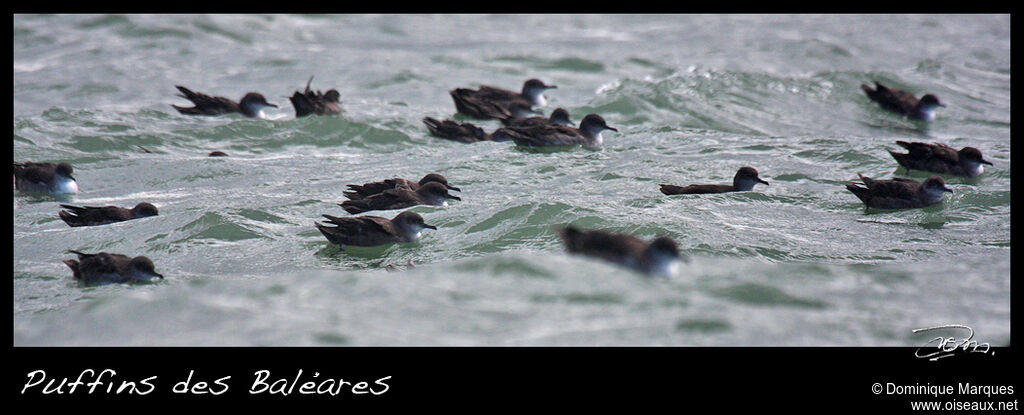 Balearic Shearwater, Behaviour