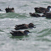 Balearic Shearwater