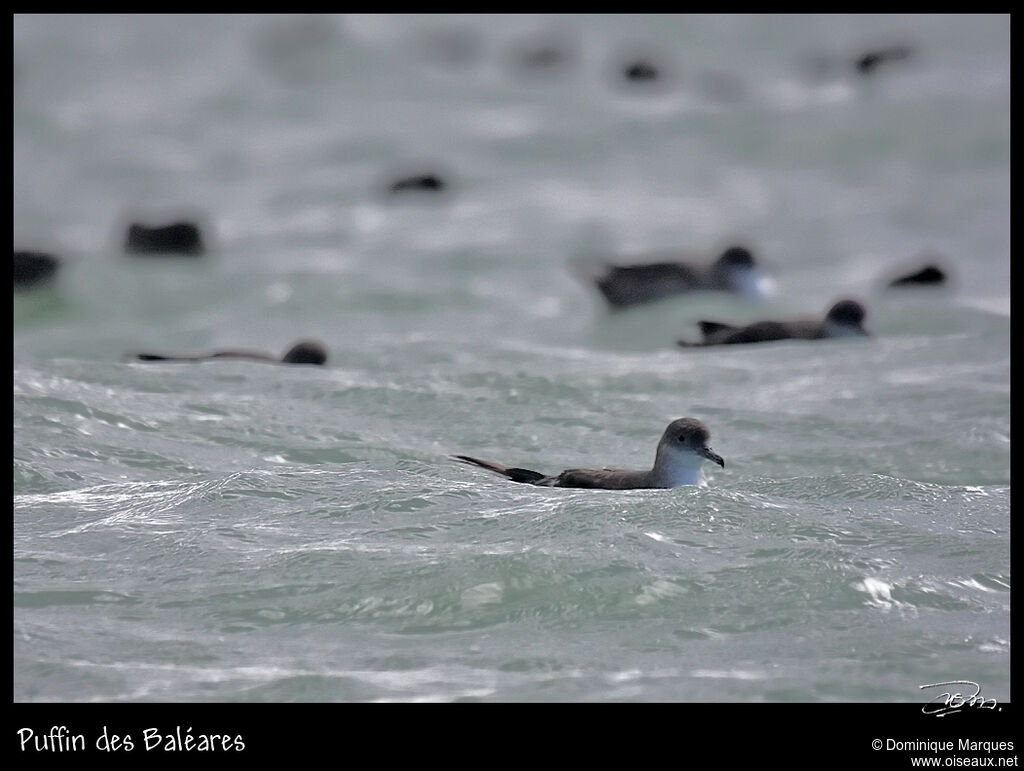 Balearic Shearwater, identification