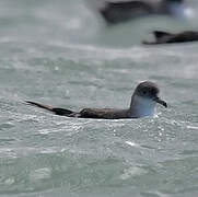 Balearic Shearwater