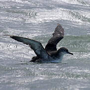 Balearic Shearwater