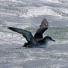 Puffin des Baléares