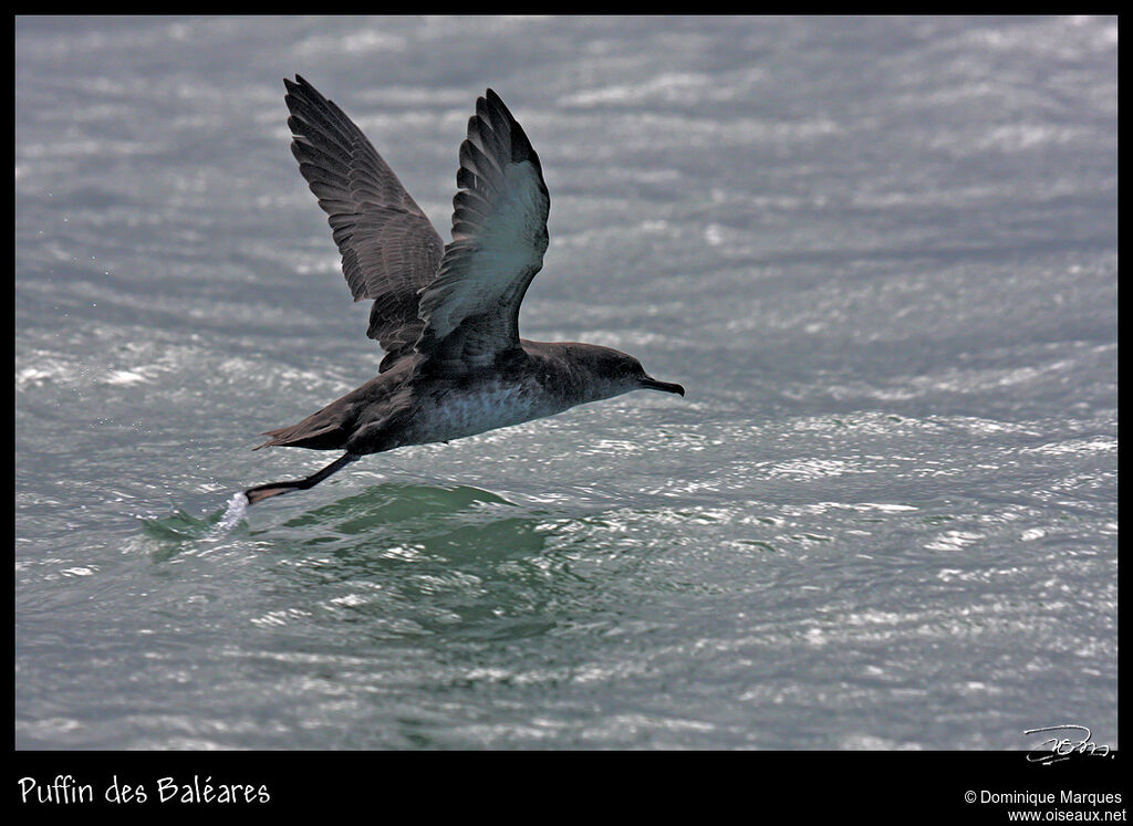 Balearic Shearwateradult, Flight