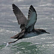 Balearic Shearwater