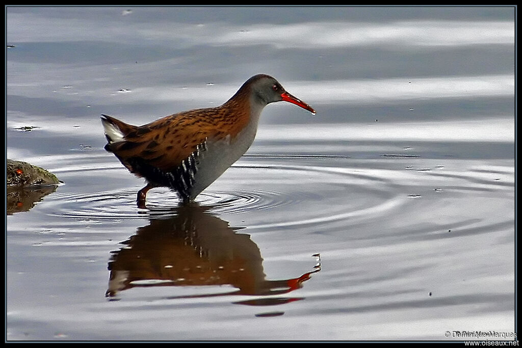 Râle d'eauadulte, identification