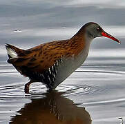 Water Rail