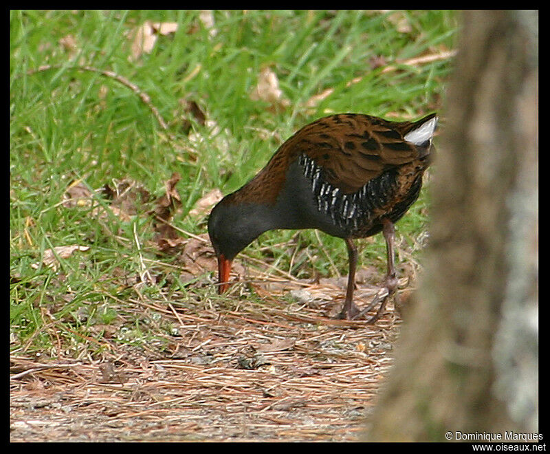 Râle d'eauadulte, identification