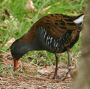 Water Rail