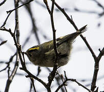 Goldcrest