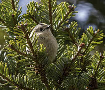 Goldcrest