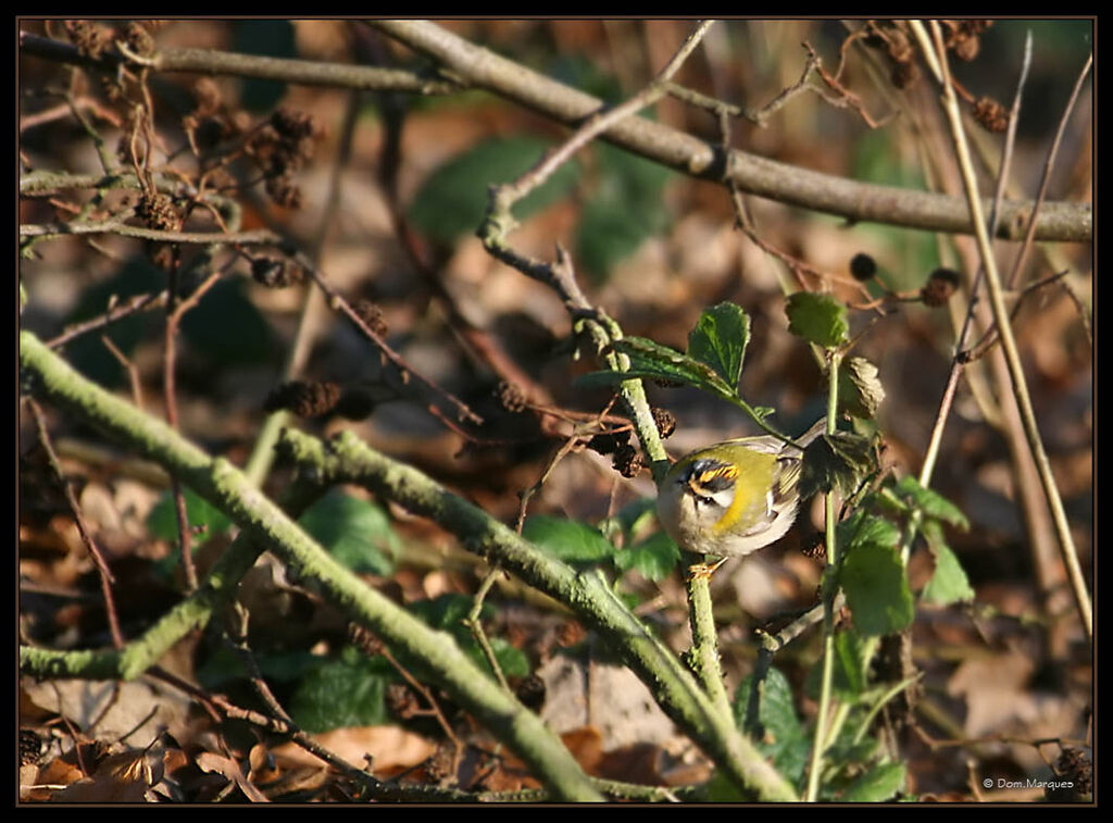 Common Firecrest male adult