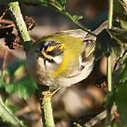 Common Firecrest