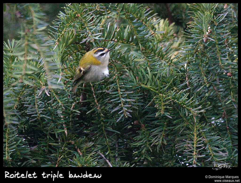 Common Firecrestadult, identification